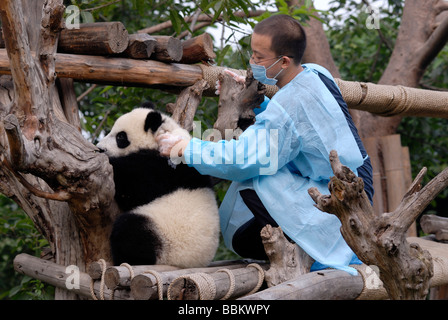 Giant Panda (Ailuropoda melanoleuca) and keeper in the research and breeding center, Chengdu, Sichuan, China, Asia Stock Photo