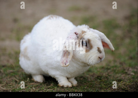 Domestic rabbit with floppy ears sitting on a meadow Stock Photo