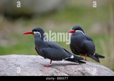 Inca Tern (Larosterna inca) Stock Photo