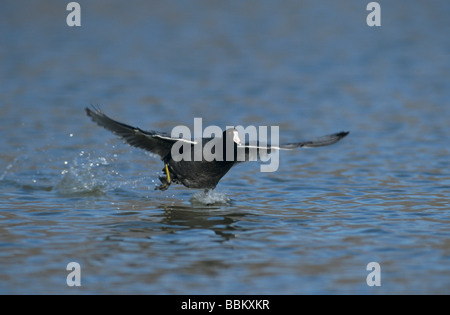 American Coot Fulica americana adult running on water San Antonio Texas USA November 2003 Stock Photo