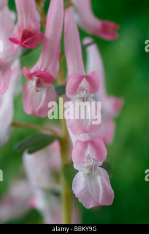 Corydalis solida subsp. solida 'Beth Evans' (Fumewort) Stock Photo