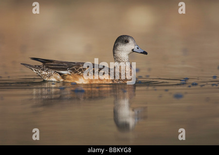 American Wigeon Anas americana adult swimming Hill Country Texas USA April 2007 Stock Photo
