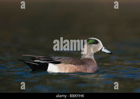 American Wigeon Anas americana adult swimming Hill Country Texas USA April 2007 Stock Photo