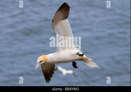 Northern Gannet swooping Stock Photo