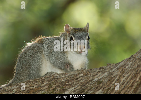 Arizona Gray Squirrel Sciurus arizonensis adult Madera Canyon Arizona USA May 2005 Stock Photo
