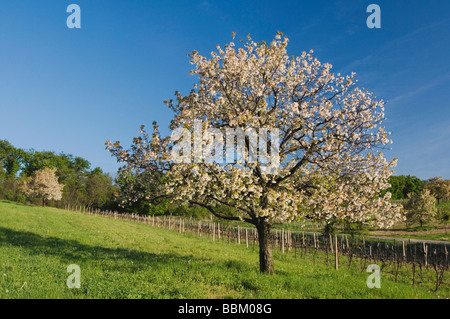 Vineyards with Apple trees in bloom National Park Lake Neusiedl Burgenland Austria April 2007 Stock Photo