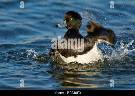 Tufted Duck (Aythya fuligula), swimming drake Stock Photo