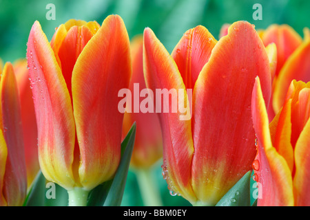 Tulipa 'Early Harvest' (Tulip) Kaufmanniana Group Stock Photo
