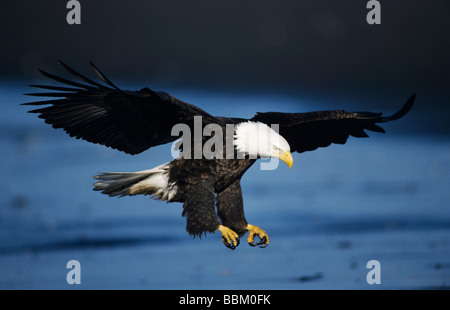 Bald Eagle Haliaeetus leucocephalus adult in flight fishing Homer Alaska USA March 2000 Stock Photo