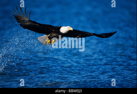 Bald Eagle Haliaeetus leucocephalus adult in flight fishing Homer Alaska USA March 2000 Stock Photo