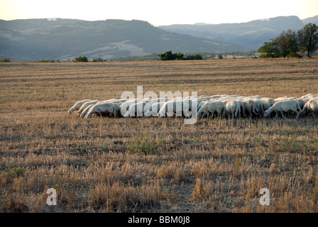 Sheep grazine in the high plains near Pitigliano Stock Photo