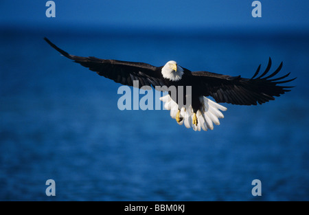 Bald Eagle Haliaeetus leucocephalus adult in flight fishing Homer Alaska USA March 2000 Stock Photo