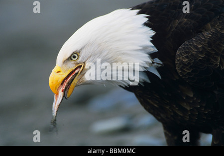 Bald Eagle Haliaeetus leucocephalus adult in flight fishing Homer Alaska USA March 2000 Stock Photo