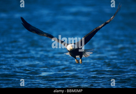 Bald Eagle Haliaeetus leucocephalus adult in flight fishing Homer Alaska USA March 2000 Stock Photo