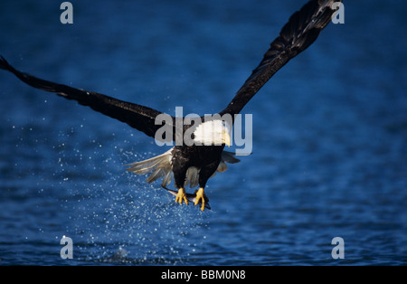 Bald Eagle Haliaeetus leucocephalus adult in flight Homer Alaska USA March 2000 Stock Photo