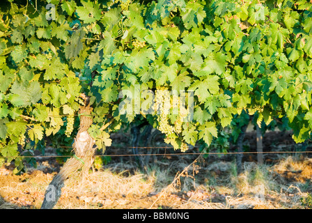 Grape vines with bunches of white grapes growing in the high plains near Pitigliano Stock Photo