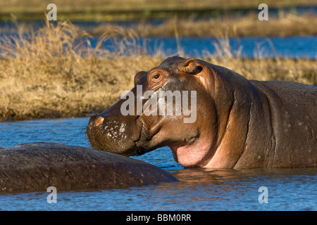 Hippo (Hippopotamus amphibius), Chobe National Park, Botswana, Africa Stock Photo