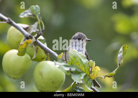 Spotted Flycatcher on branch of apple tree- Muscicapa striata on branch of Apple Tree Stock Photo