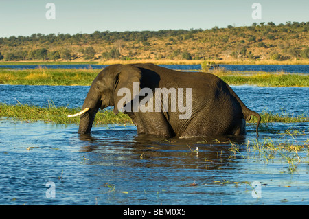 African Bush Elephant (Loxodonta africana), crossing the Chobe River, Chobe National Park, Botswana, Africa Stock Photo