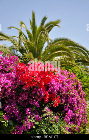 Colourful bougainvillea and palms, Cala Fornells, Cala Fornells, Andratx Municipality, Mallorca, Balearic Islands, Spain Stock Photo