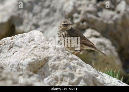 Meadow pipit (Anthus pratensis) perched on a rock. Stock Photo