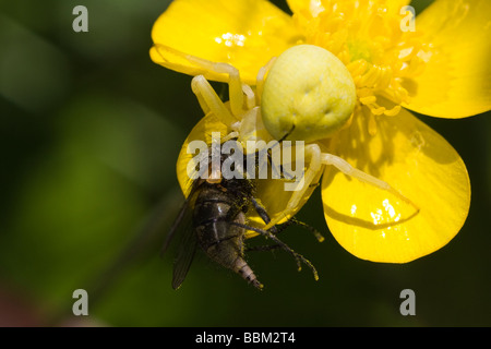 Camouflaged yellow Crab Spider (Misumena vatia) on a buttercup eating a captured fly Stock Photo