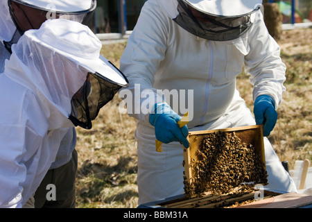 Beekeepers inspecting a frame of cells from the hive. Stock Photo