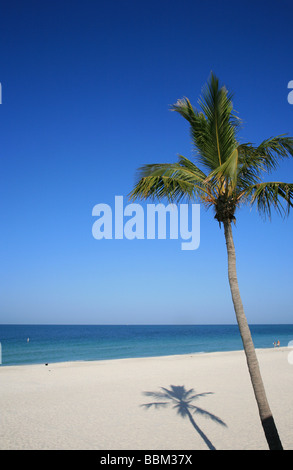 Florida Beach and Palm Tree Anna Maria Island & Gulf of Mexico Stock Photo