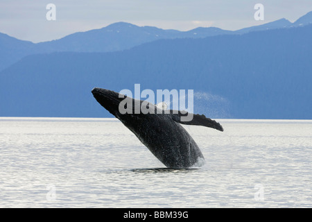Humpback Whale breaching (Megaptera novaeangliae), Baleen Whales, Alaska's Inside Passage, Alaska, USA