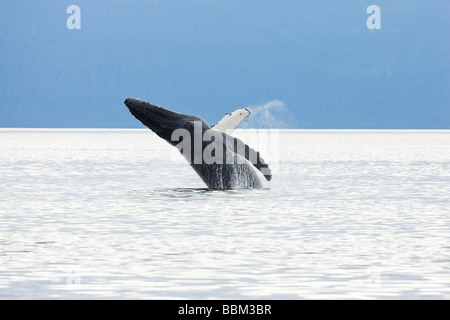 Humpback Whale breaching (Megaptera novaeangliae), Baleen Whales, Alaska's Inside Passage, Alaska, USA