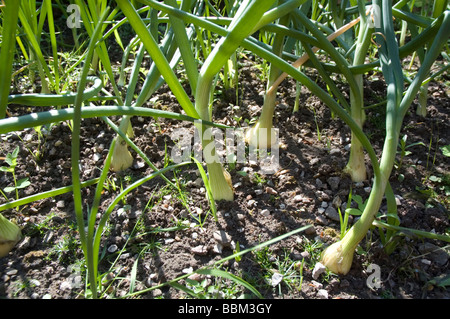 Onions growing in an allotment Stock Photo