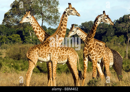 Group of Masai Giraffe - Masai Mara National Reserve, Kenya Stock Photo