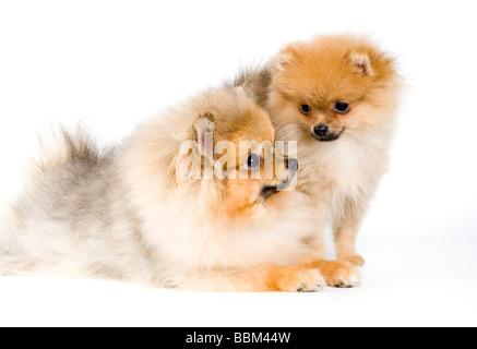 Two puppies of the spitz-dog in studio Stock Photo