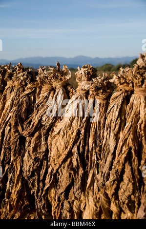 Tobacco leaves drying on a fence near Salta, Argentina Stock Photo