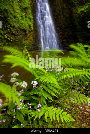 Vibrant Spring colours at Falling Foss Waterfall in The Sneaton Forest near Littlebeck North Yorkshire UK Stock Photo