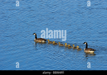 A shot of a family of Canada Geese swimming away in a line across a blue water lake Stock Photo