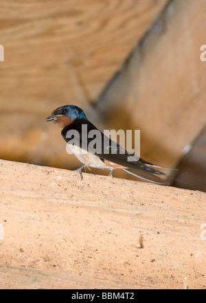 Barn Swallow Hirundo rustica resting on wooden beam in stable Stock Photo