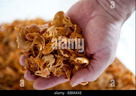 Close up of a handful of blades of dried mace, the aril (lacy covering) of nutmeg seed shell Stock Photo