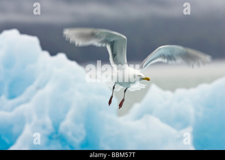 Glaucous-winged Gull (Larus glaucescens) in flight with iceberg, Alaska, USA, North America Stock Photo