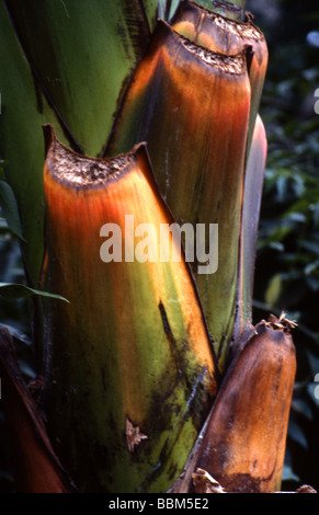 Part of a Banana Plant, Musaceae Stock Photo