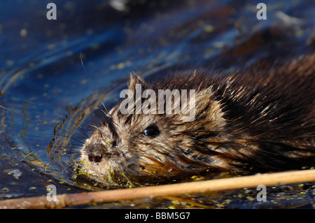 A close up image of a muskrat swimming Stock Photo