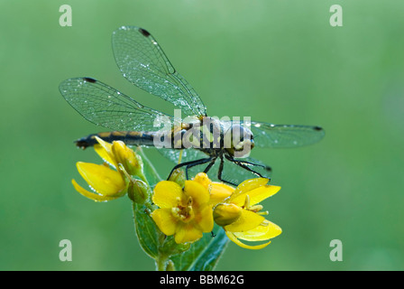 Green-eyed Hook-tailed Dragonfly (Onychogomphus forcipatus), Reintalersee lake, Kramsach, Tyrol, Austria, Europe Stock Photo