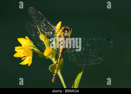 Black Darter or Black Meadowhawk (Sympetrum danae), female Stock Photo