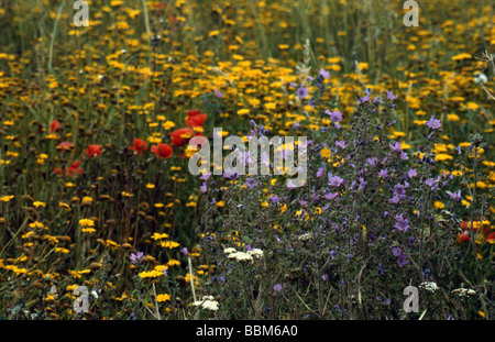 A Spring Meadow Full of Wild Flowers Stock Photo