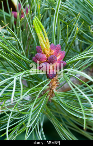 Swiss Pine (Pinus cembra), shoot, Jerzens, Wenner Berg Alpe, Pitztal, Tyrol, Austria, Europe Stock Photo