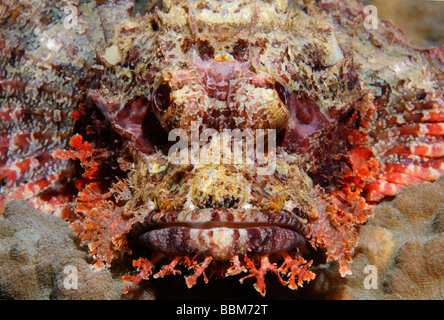 Bearded scorpionfish (Scorpaenopsis barbata) in perfect camouflage on stone coral, Gangga Island, Bangka Islands, North Sulawes Stock Photo