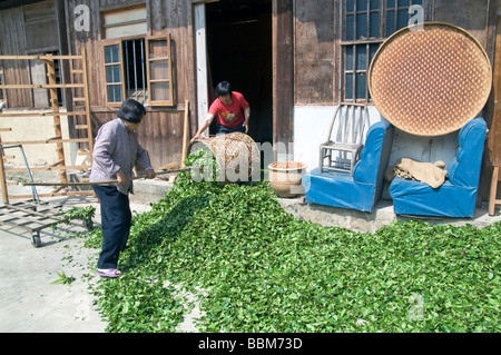 CHINA Drying tea leaves after harvest in Fujian province Photo by Julio Etchart Stock Photo