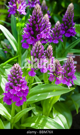 The Madeiran orchid, Dactylorhiza foliosa is an easy-to-grow, rarely available plant native to the Portuguese island of Madeira. Stock Photo