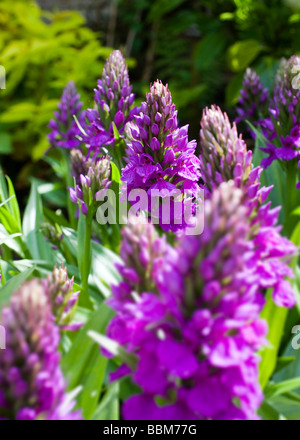 The Madeiran orchid, Dactylorhiza foliosa is an easy-to-grow, rarely available plant native to the Portuguese island of Madeira. Stock Photo