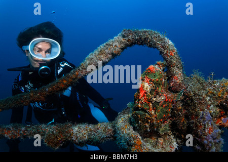 Diver watches Giant Frogfish (Antennarius commersonii) with perfect camouflage, sitting on thick rope, Gangga Island, Bangka Is Stock Photo